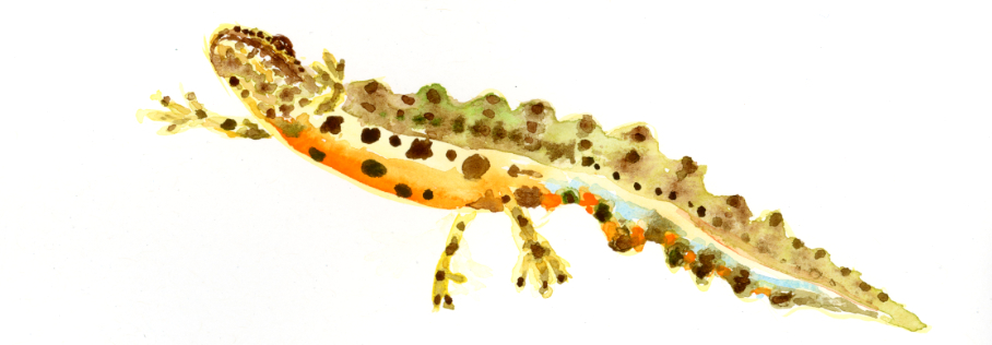 Fenna Oosterhoff Illustraties: een illustratie van een kleine watersalamander met een oranjerode buik van onderaf gezien.